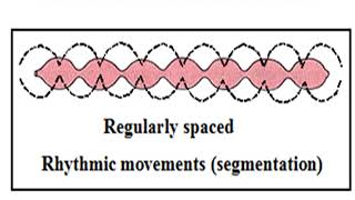 Physiology of SMALL intestine secretion amp motility Lecture [upl. by Narmi539]