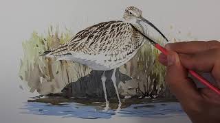 Eurasian Curlew  Watercolor in timelapse [upl. by Orlan]