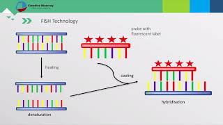 Fluorescent In Situ Hybridization FISH Assay [upl. by Sam]