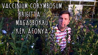 Vaccinium corymbosum Brigitta  Magasbokrú kék áfonya [upl. by Glenda]