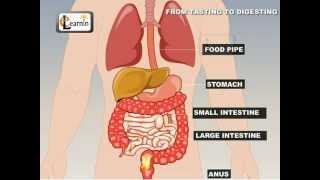 From Tasting To Digesting  Science [upl. by Phipps911]