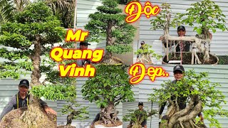 QUANG VINH  0948055921  BONSAI ĐẸP CÂY TÚC HOÀNG ANH MỘC LÂM VỒ CHIẾU THỦY NU amp GÒ CÔNG MESỨ [upl. by Saunder]