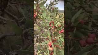 Mt Finke Googs track [upl. by Nilyaj583]