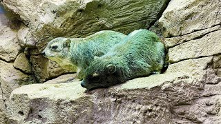 Hyraxes Having Lunch at the Zoo [upl. by Schroer]