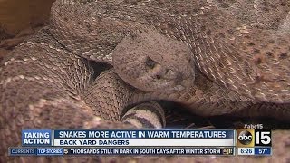 How to protect yourself from snakes Phoenix Herpetological Society talks snakes Arizona heat [upl. by Lonne606]