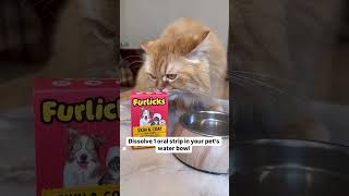 Pet hair Don’t care Furlicks is here catvideo ytshorts persiancat [upl. by Garlinda564]