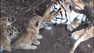 Tigress raises lion cub  hunt together when adults Help save lions and tigers Share our post [upl. by Grew]