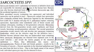 Sarcocystis  Sarcocystosis  Sarcocystis hominis and Sarcocystis suihominis [upl. by Mundt]