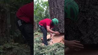 Arborist Dropping a 55quot Fir Log shorts [upl. by Limber]