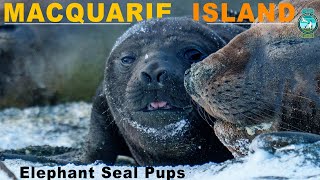 Seal Pups Playing  Elephant Seals  MACQUARIE ISLAND  Australia  Subantarctic 30min [upl. by Eisnyl]