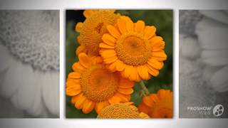 Anthemis  garden plants [upl. by Helena]