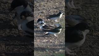 The western house martin Delichon urbicum collecting nest material shortvideo birds housemartin [upl. by Ostap]