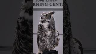 Have you heard of quotplumicornsquot didyouknow animalfacts owls [upl. by Ppilihp]