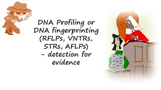 DNA profiling or DNA fingerprinting using RFLPs VNTRs STRs or AFLPs help detect evidencen [upl. by Anegue]