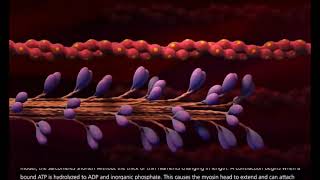 Contraction musculaire  interaction Actine  Myosine [upl. by Henrique808]