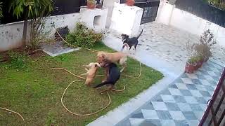 Gang of street dogs attacked pet dog No mercy Tragic ending [upl. by Casper]