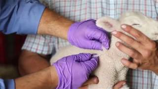 Sheep Care Administering Medications and VFDs [upl. by Rodney766]