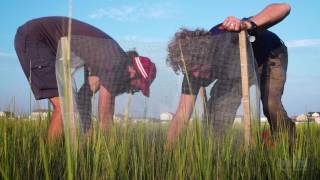 Trophic Cascades in Salt Marsh Ecosystems  HHMI BioInteractive Video [upl. by Mazonson]