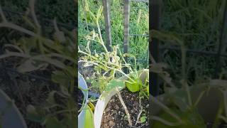 shorts MY TOMATILLO PLANT GOT DESTROYED OVERNIGHT [upl. by Alleroif]