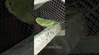 australian parrots breeding progress shorts [upl. by Granny]