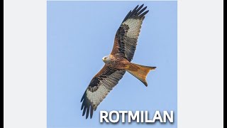 ROTMILAN Zwitscherportrait kleinfein  Video Bild Gesang Steckbrief [upl. by Chery]