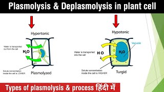 Plasmolysis and deplasmolysis in plant cell  types of plasmolysis  lectures in Hindi [upl. by Dorian]