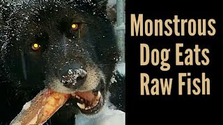 Recreational Bone Crunching  Monstrous Dog Eats Raw Fish K9 Mukbang [upl. by Zonnya]