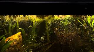 Update on 55 Gallon Low Budget Father Fish Aquarium [upl. by Hortensia]