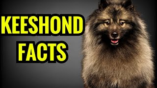 Keeshond Facts  Top 13 Facts You Must Know [upl. by Iegres]