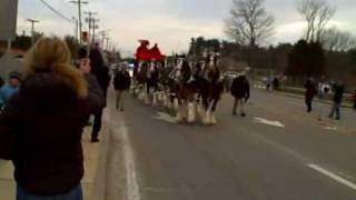 Budweiser Clydesdales in Sturbridge MA [upl. by Enilarak]