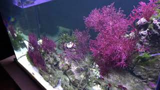 2018 150 Gallon Caribbean Macroalgae saltwater biotope aquarium [upl. by Rabi]