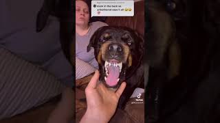 Going into a growling Rottweilers mouth [upl. by Buckels]