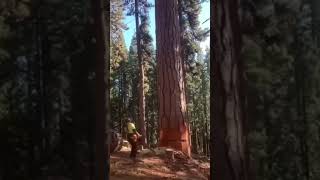 Expert cutting big treeLets find outwoodworking asmr cuttingwork wood woodworker [upl. by O'Carroll]