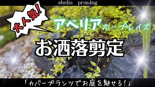 【アベリア】を刈り込まずスッキリ剪定〜毎年の管理がめちゃ楽に！〜 [upl. by Ilak]