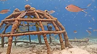 Harbour Village Bonaire Live Stream [upl. by Daniala520]