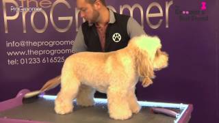 How to groom a Cockapoo  Teddybear Trim  Grooming Guide  Pro Groomer [upl. by Ahsirat]