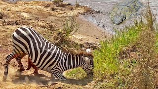 Zebra Slowly Loses Life after Guts are Torn Out [upl. by Hy]