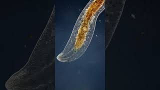 வித்தியாசமான உயிரினம்  Amazing Planarian Facts  Tamil Info Share shorts [upl. by Relyuc]