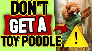 12 Reasons Why You Shouldntt Get A Toy Poodle 😨 [upl. by Raynor]