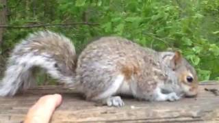 Squirrel baby growls at me [upl. by Alya17]