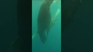 Humpback Whale Healing Sounds amp Calls [upl. by Chavaree438]