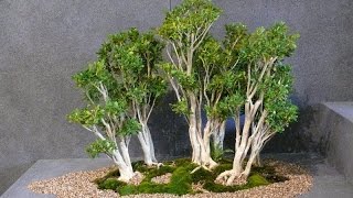 Harland Boxwood Bonsai Care Guide [upl. by Aserat]