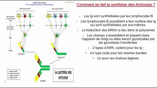 Immunologie Cours [upl. by Haman791]