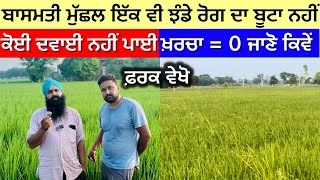 Pusa Basmati 1401 Paddy Variety Solution Of Bakani Rog [upl. by Ellennod]