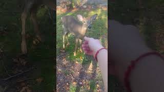 Welcome to the poconos fypシ゚viral fypage fyp outdoors wildlife deer whitetaildeer [upl. by Oker14]