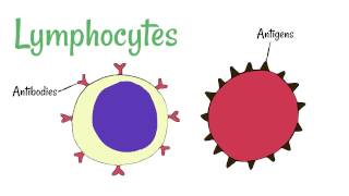 Cell Defence Lymphocytes and Phagocytes [upl. by Coleen20]