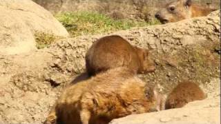 Relaxing Rock Hyraxes at the Bronx Zoo [upl. by Rebekah565]