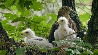 Honey buzzard chicks in nest  Pernis apivorus [upl. by Kcirreg614]