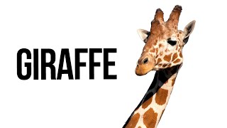 Giraffe  Sound Effect Copyright Free [upl. by Cheslie]