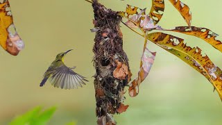 OliveBacked Sunbird Nesting [upl. by Gross]